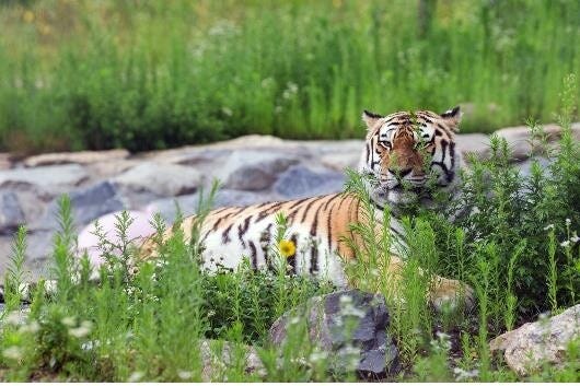 Tiger Forest′ at Baekdudaegan National Arboretum