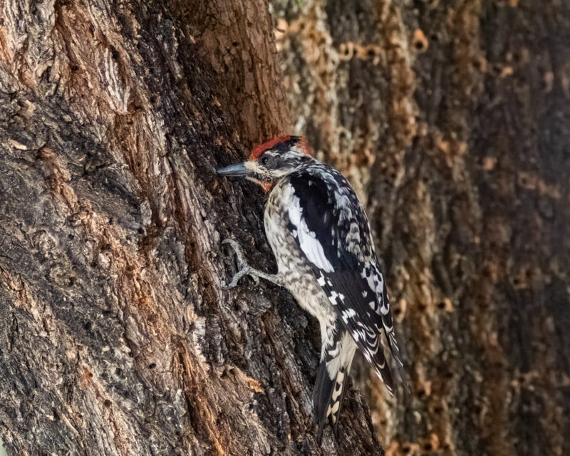20260422-Chiricahuas-80-Edit.jpg