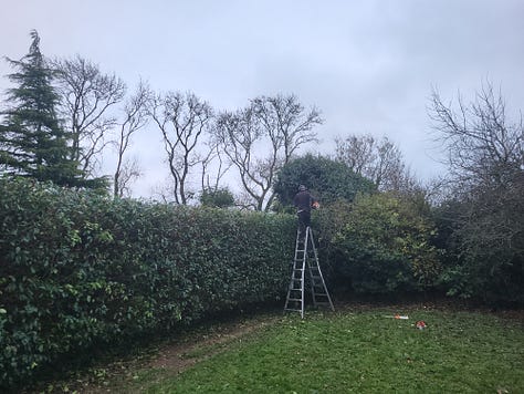 Three pictures, one showing expert using chain saw atop ladder, cutting huge curved hedge; second picture shows 'The Beast', with very large wood rings lined up for splitting, with high woodpile in background. Third pictures shows enormous ash tree rings sliced into smaller, manageable pieces by chainsaw in readiness for the return of 'The Beast' to split the rings into logs.
