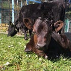 Our City Animals & Homemade Yogurt