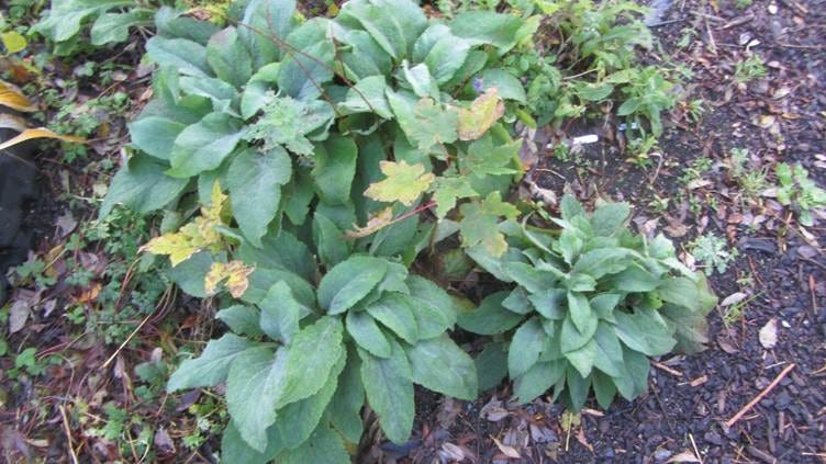 A close-up of a plant

AI-generated content may be incorrect.