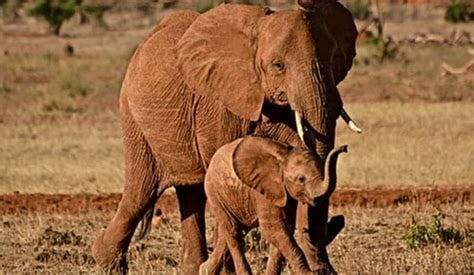 About Elephants - International Elephant Foundation