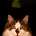 DavyAdewoyin's avatar