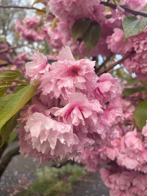 lilac, cherry blossom, calla lily, forest, dandelion in situ; kelly in hot pink sweatshirt and multi-colored necklace