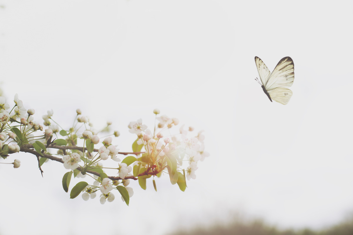 Eulogy for the Patron Saint of Insects