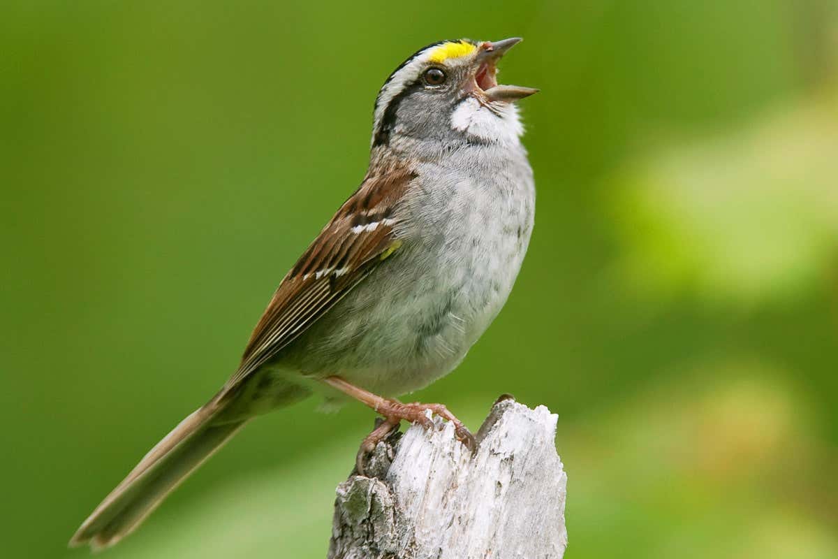 Male white-throated sparrow Male white-throated sparrow