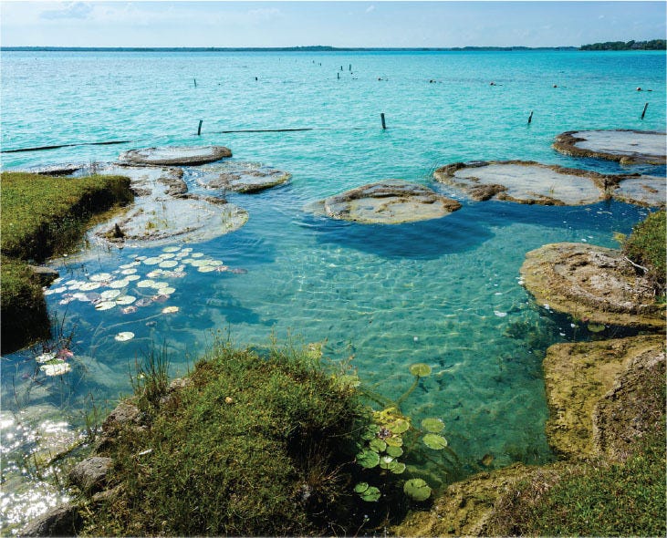 stromatolites are living fossils that contribute stromatolites are living fossils that contribute
