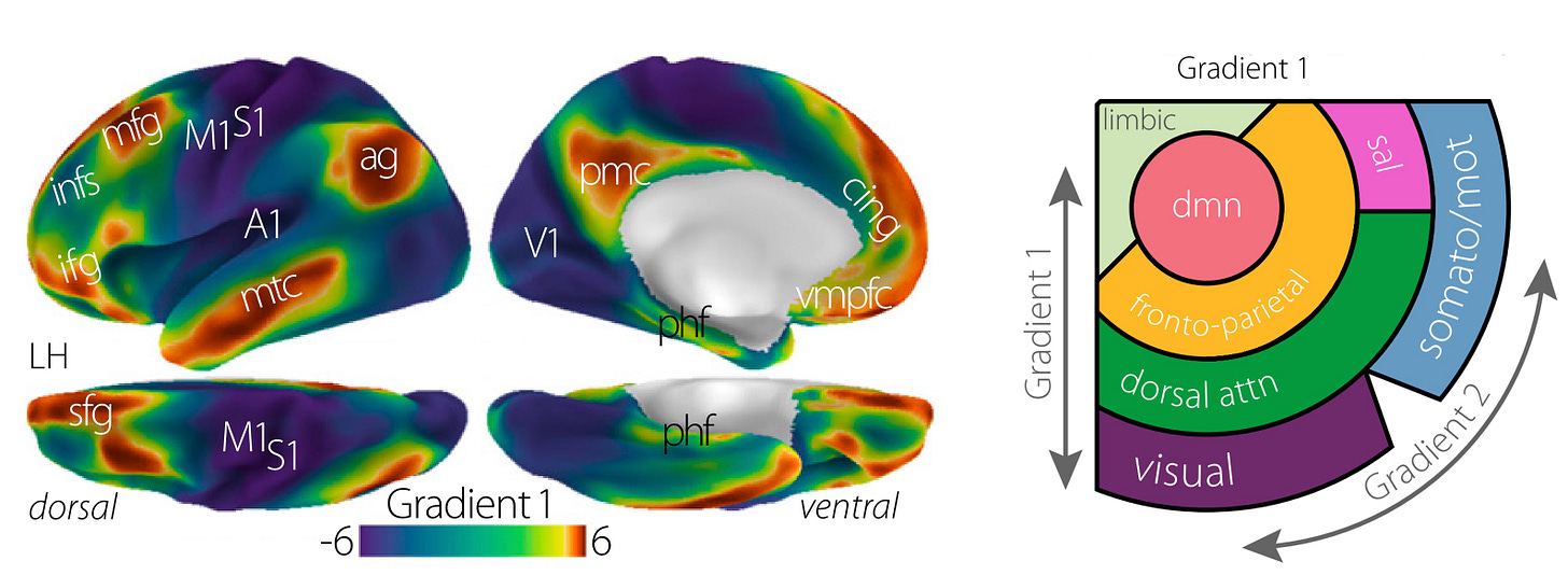 Figure 7. [Margulies et al. (2016)] (left) Principal gradient of connectivity (Gradient 1) showing unimodal regions (dark blue) and transmodal regions (sienna) peaking in the DMN. | (right) Schematic relationships between canonical resting-state networks along first two principal gradients (Gradient 1 & Gradient 2) [dmn, default-mode network; dorsal attn, dorsal attention network; sal, salience network; somato/mot, somatosensory/motor network.]