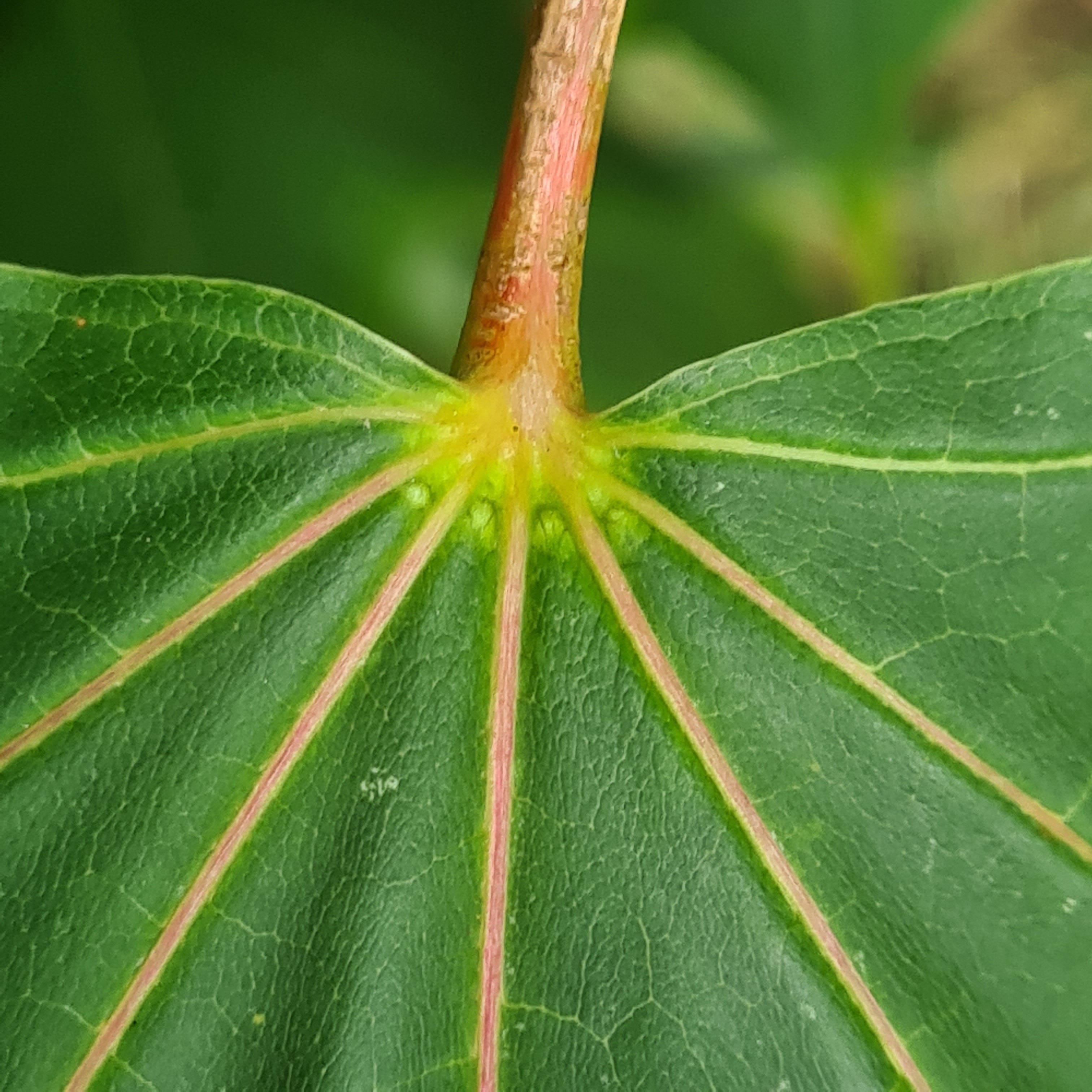 Nature Connectedness Network