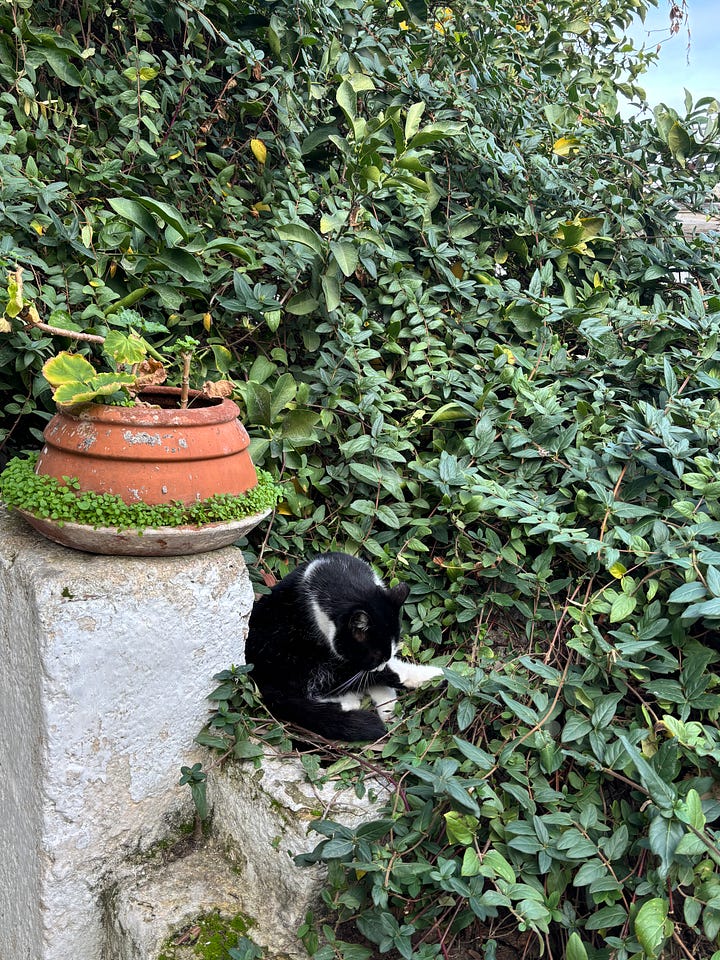 Cute cate, nice green house
