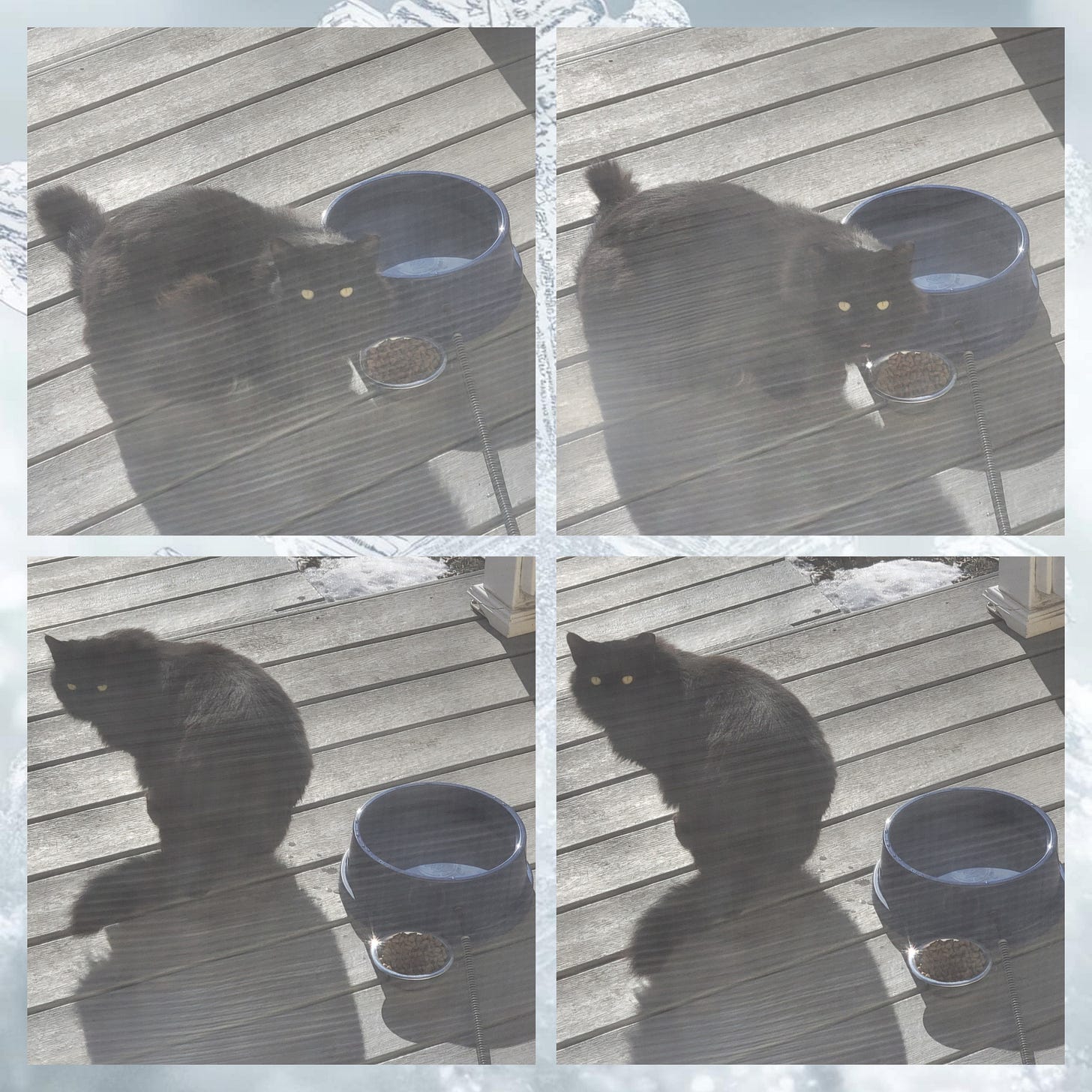 A four photo collage of a large, fluffy, long-haired black cat near food and water bowls on a deck. A four photo collage of a large, fluffy, long-haired black cat near food and water bowls on a deck.