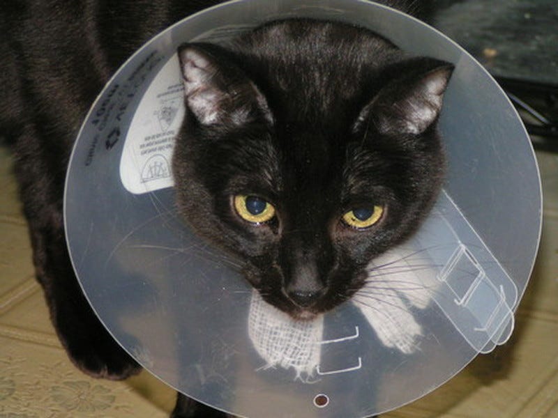 Gizmo cone of shame Gizmo cone of shame