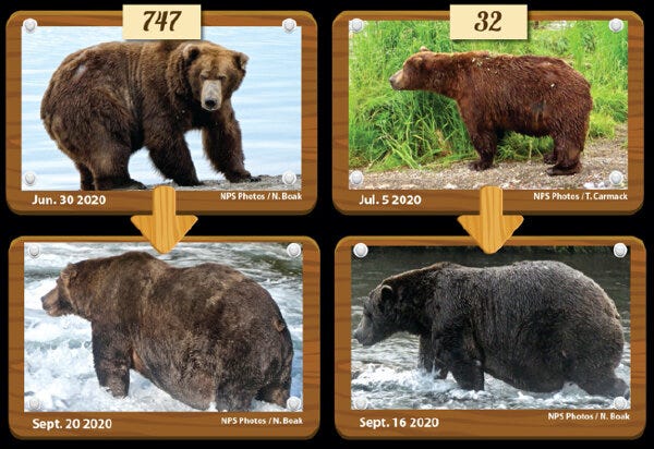 fat-bear-week.jpg