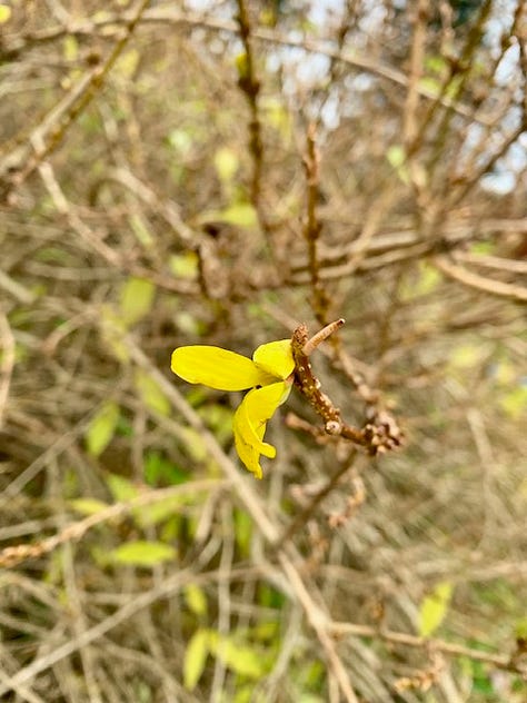three photos of nature in November - red maple leaves, a forsythia blossom, and hellebore blooms