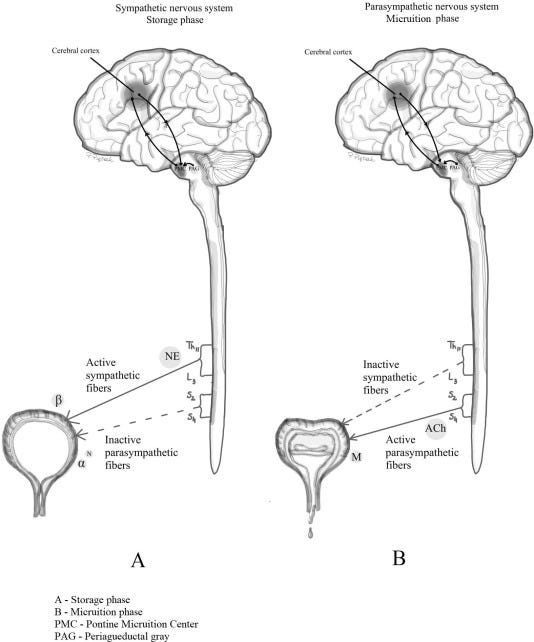 Overactive bladder as a dysfunction of the autonomic nervous system – A  narrative review - ScienceDirect