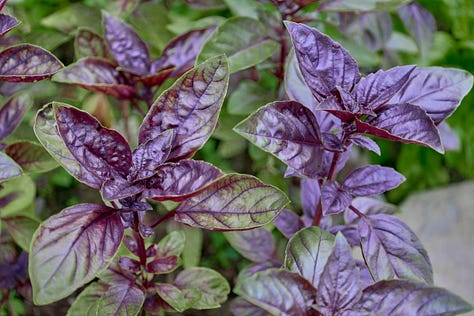 various varieties of purple basil plants