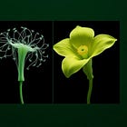 The Plants That Rewrite the Mind (And Erase It Entirely)