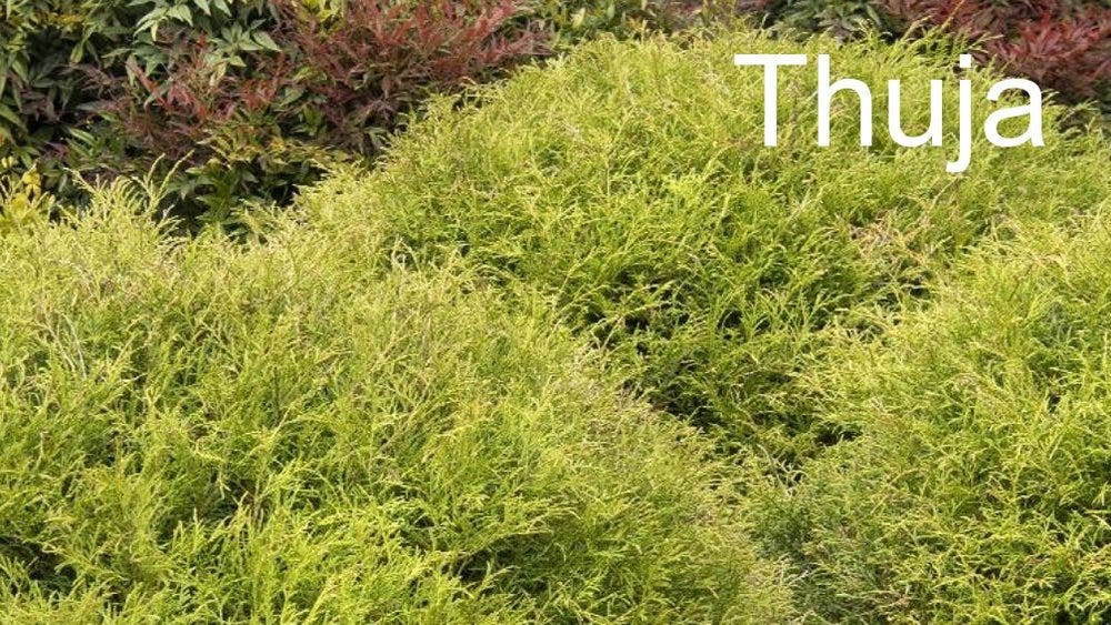 80-trees-shrubs 21.jpeg 80-trees-shrubs 21.jpeg