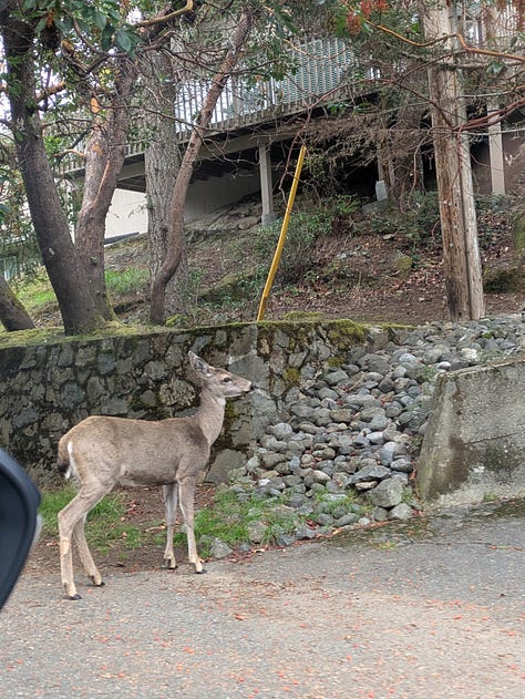 Scenes from Vancouver suburbia. One picture is of a sign that says Robin Hood Drive. One has a wooden menhir that says Sherwood Forest". The third has a deer looking warily at the camera