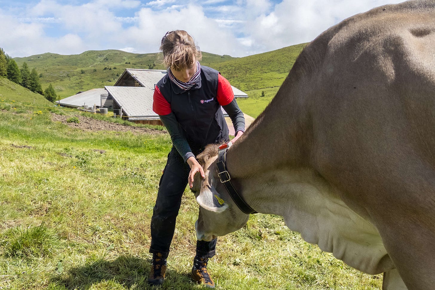 Agroscope-Mitarbeiterin hängt einer Milchkuh den GPS-Empfänger für den virtuellen Zaun um. Agroscope-Mitarbeiterin hängt einer Milchkuh den GPS-Empfänger für den virtuellen Zaun um.