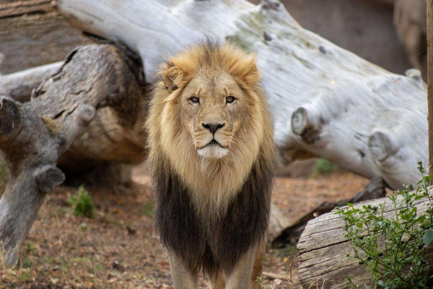 a male lion at the zoo