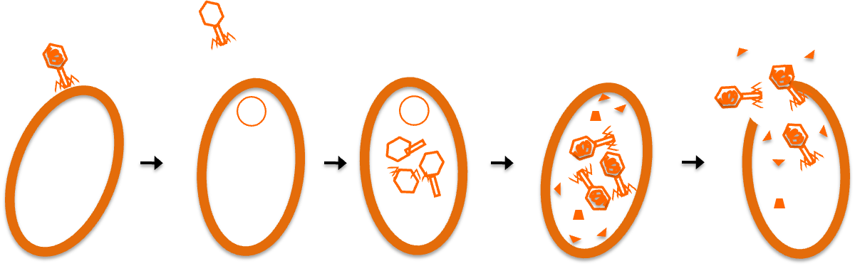 Phage adsorption, takeover and lysis