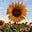Sol Raye's avatar