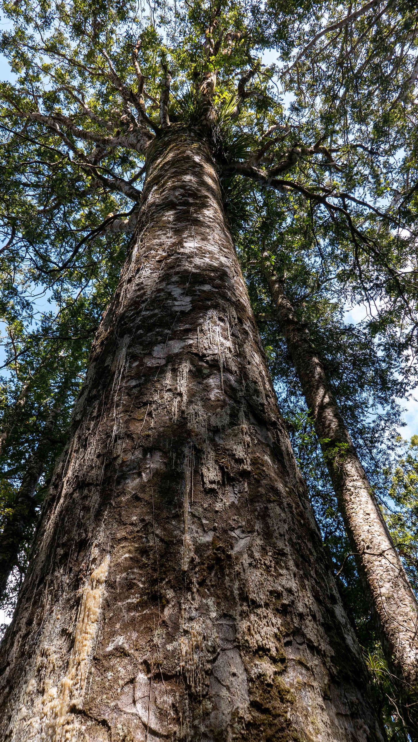 A view from the base of a kauri tree looking up the trunk. The trunk barely narrows towards the top, where branches radiate.