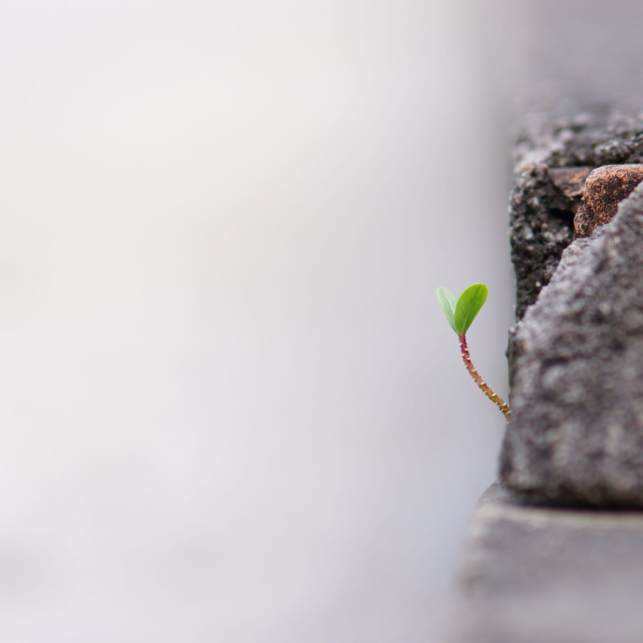 Searching for Serendipity