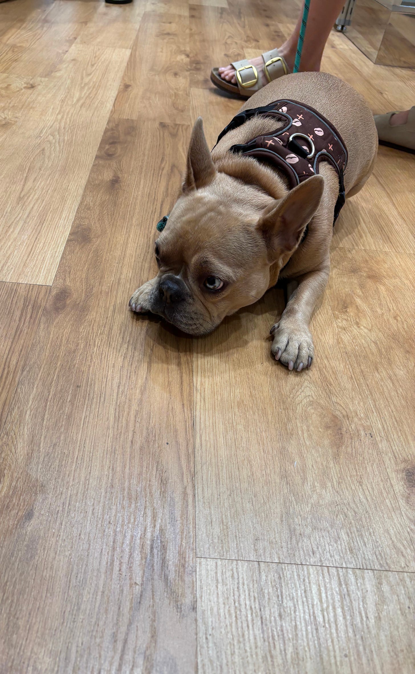 qotd, rumi, sahil bloom, jay shetty, on purpose, feel better, inspirational quotes, book recs, best books, goodreads, humor, iamthirtyaf, illustrations, mental wellness, power of positive thinking, universe, gratitude, friends, positivity, confidence, nice news, art, line drawings, linear theory, inspirational quotes, new yorker, poetry, universe, life advice, career, success, positive news, c magazine, ad magazine  dogs, dogsofinstagram, Goldendoodle, petlovers, pets, California, French bull dog, Santa Monica 