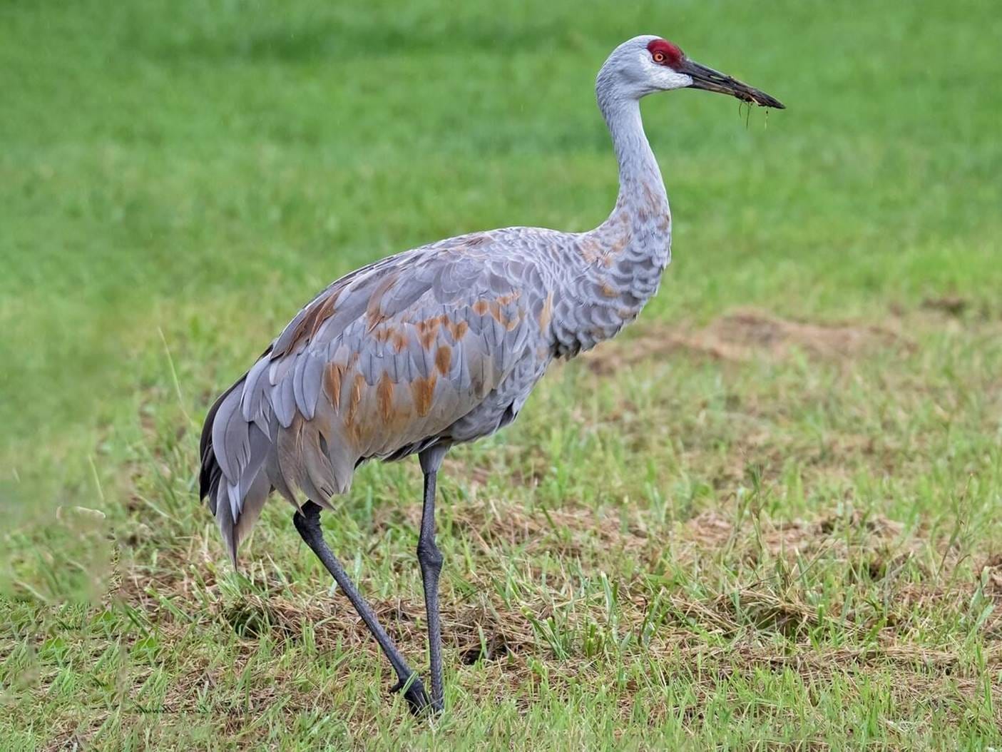 Sandhill Crane Adult