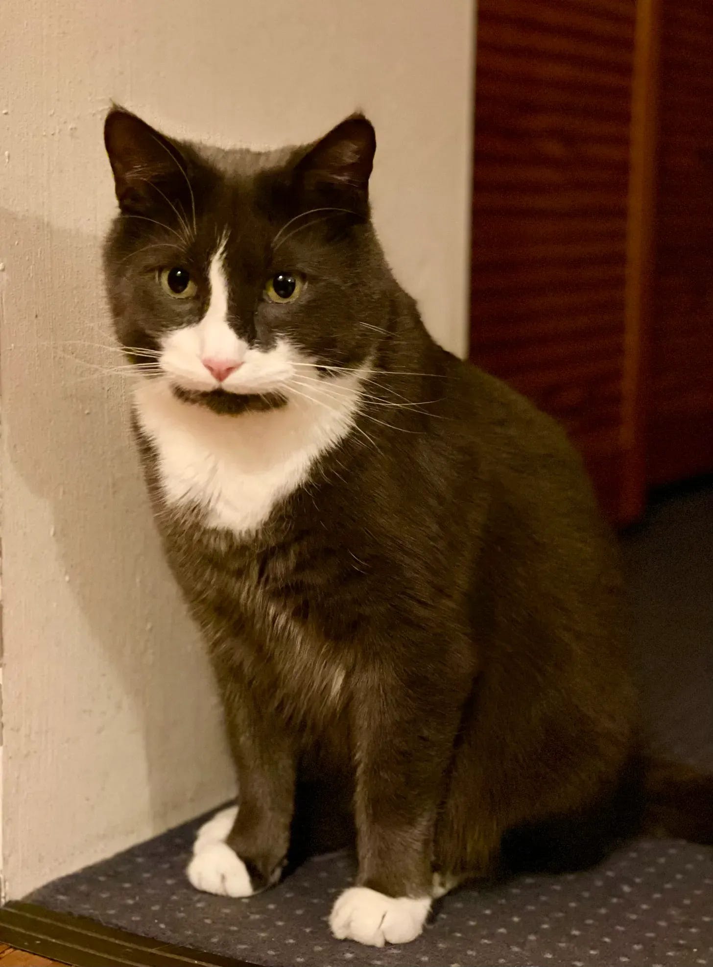 A grey tuxedo cat and a grey carpet with dots