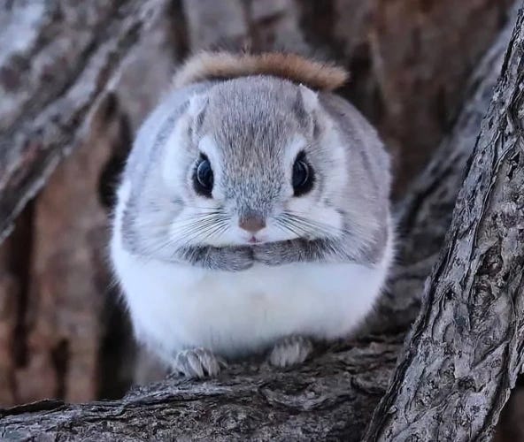 Japanese Dwarf Flying Squirrel | NatureRules1 Wiki | Fandom
