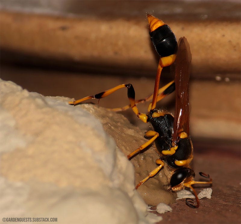 A large Australian wasp working on her nest