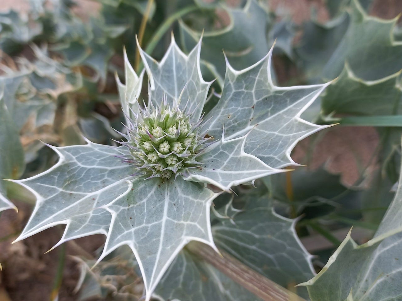 Wild sea holly growing on the beach at Fleetwood