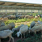 Windstory #21 - Renovables y entorno rural: dos realidades que pueden ir de la mano