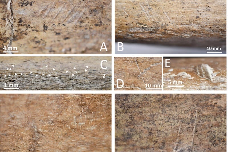 Cut marks documented through digital photography