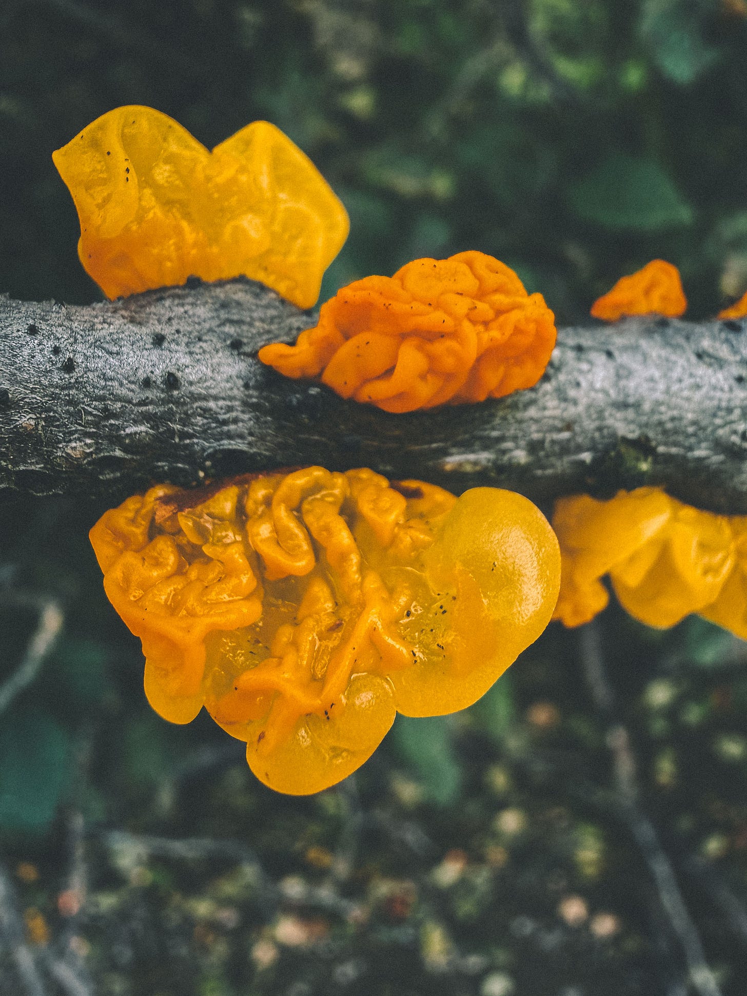 Fungi growing on a tree branch.
