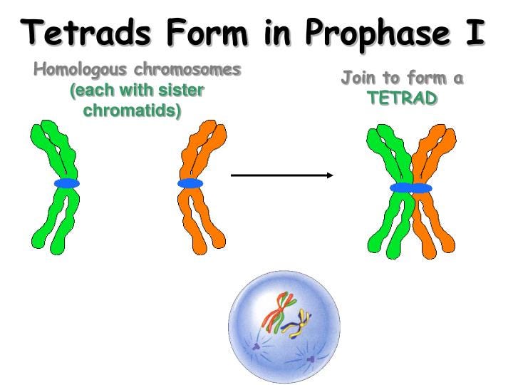 PPT - HOW MANY CHROMOSOMES ARE FOUND IN EACH HUMAN BODY CELL ...