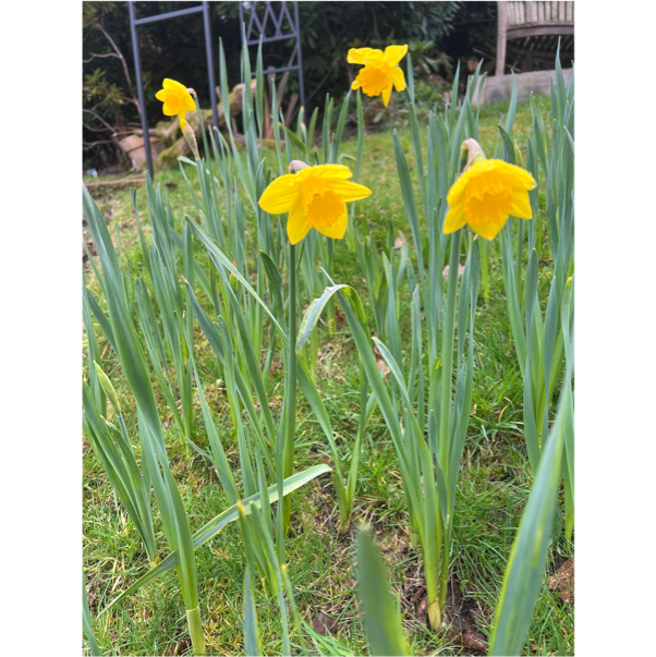 A group of yellow flowers
AI-generated content may be incorrect. A group of yellow flowers
AI-generated content may be incorrect.