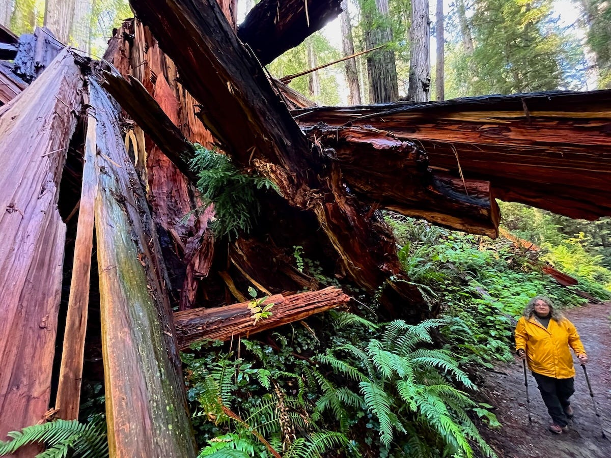 a redwood has shattered and is sticking out in all directions. a person with trekking poles is standing beneath one part of it on a trail. a redwood has shattered and is sticking out in all directions. a person with trekking poles is standing beneath one part of it on a trail.