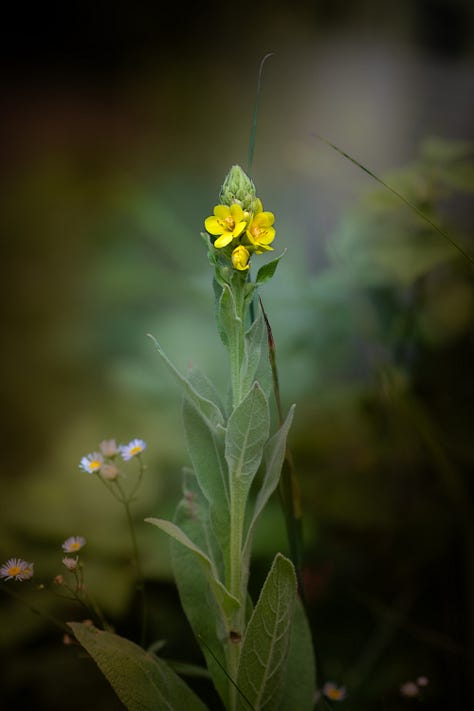 Dahlia cosmos mullein and coneflowers images