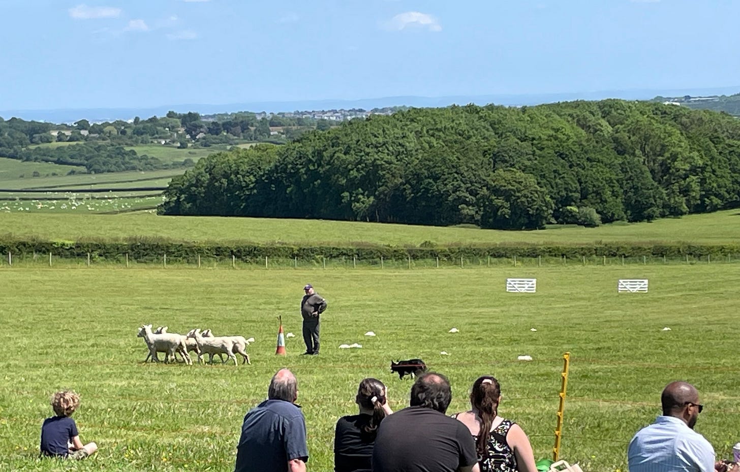 IoW sheepdog trials 2024 by Sabrina Simpson