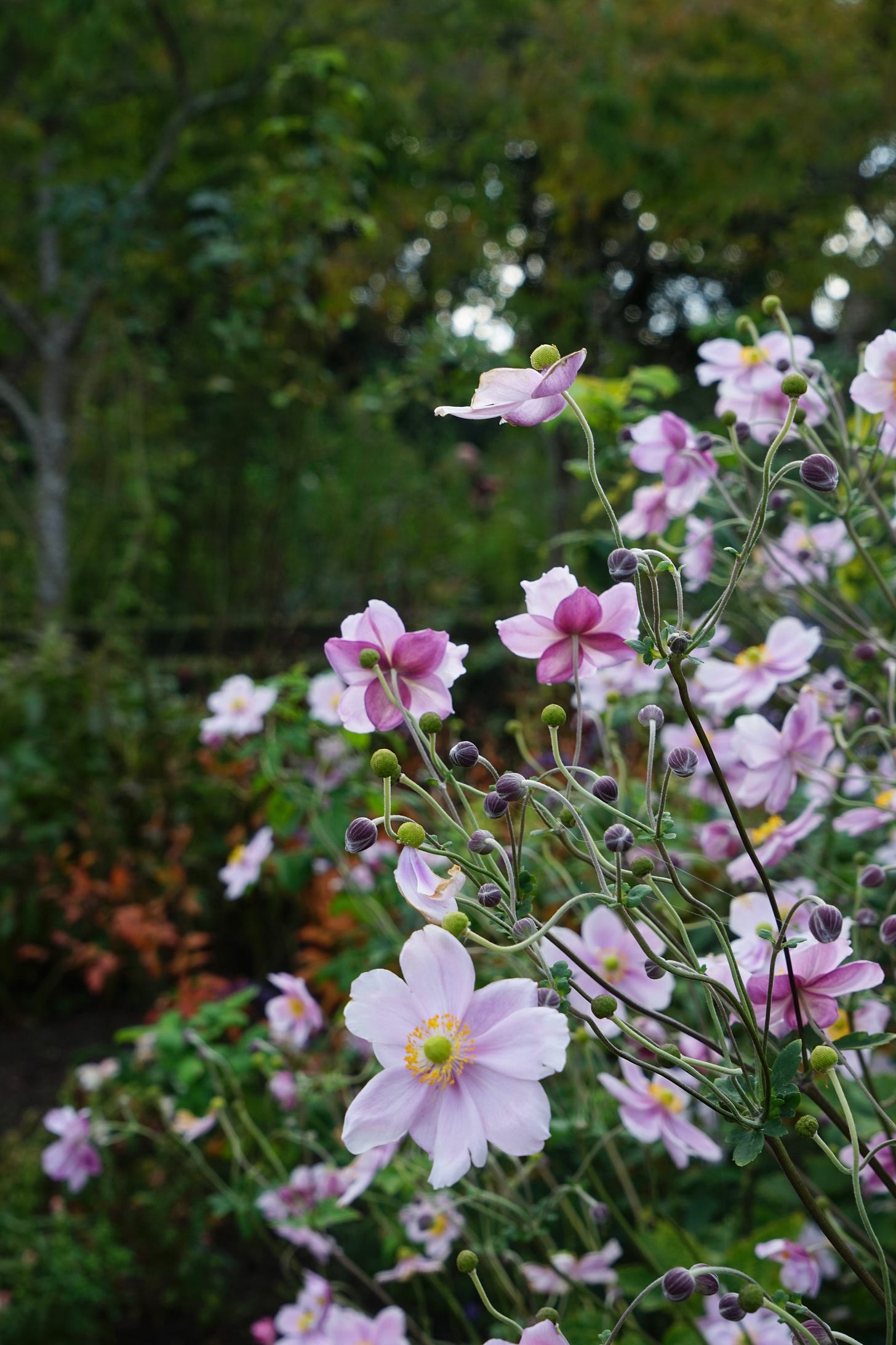 A pretty cottage garden flower in a planting design