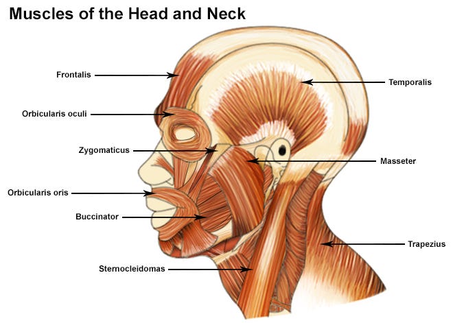 Illustration of the head and neck muscles Illustration of the head and neck muscles