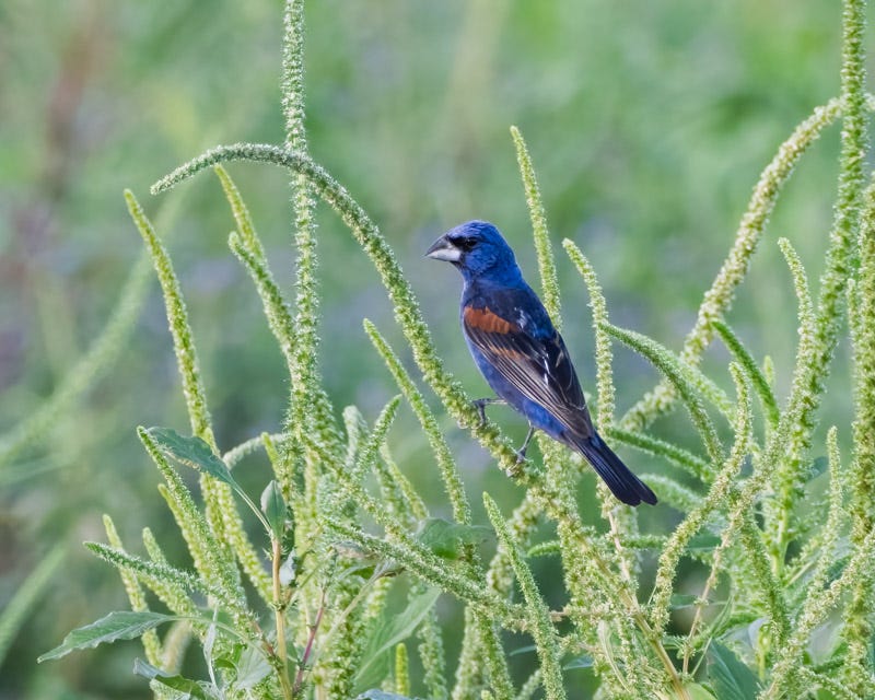 20250908-Manville-404-Edit.jpg 20250908-Manville-404-Edit.jpg