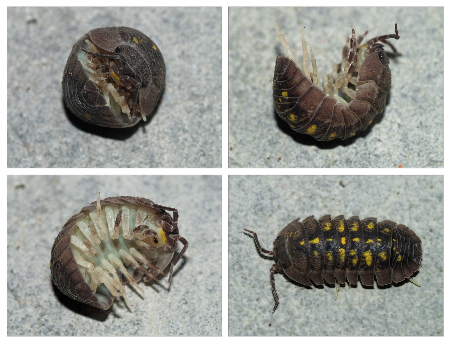Armadillidiidae - Wikipedia