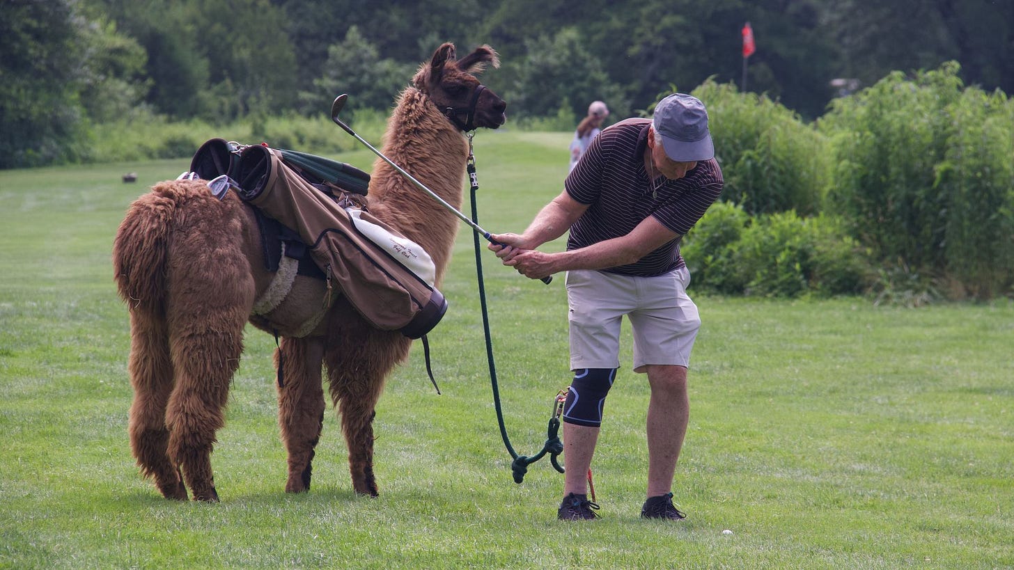 A llama stands next to a golfer on the fairway. A llama stands next to a golfer on the fairway.