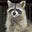 Porphyrogenitus's avatar