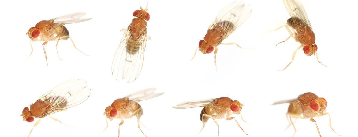 Fruit flies on a white background